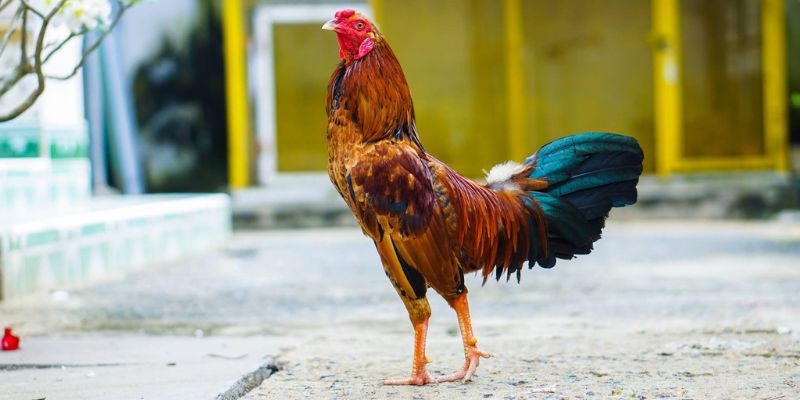 Những màu mạng gà đá theo mệnh 